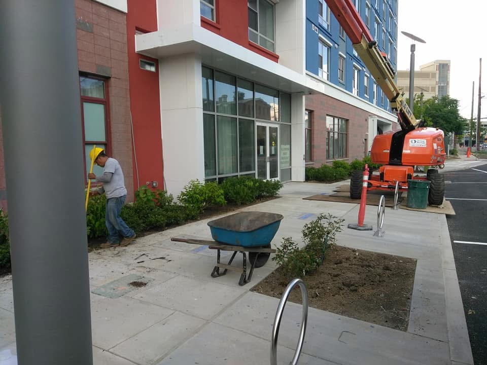 Commercial tree services