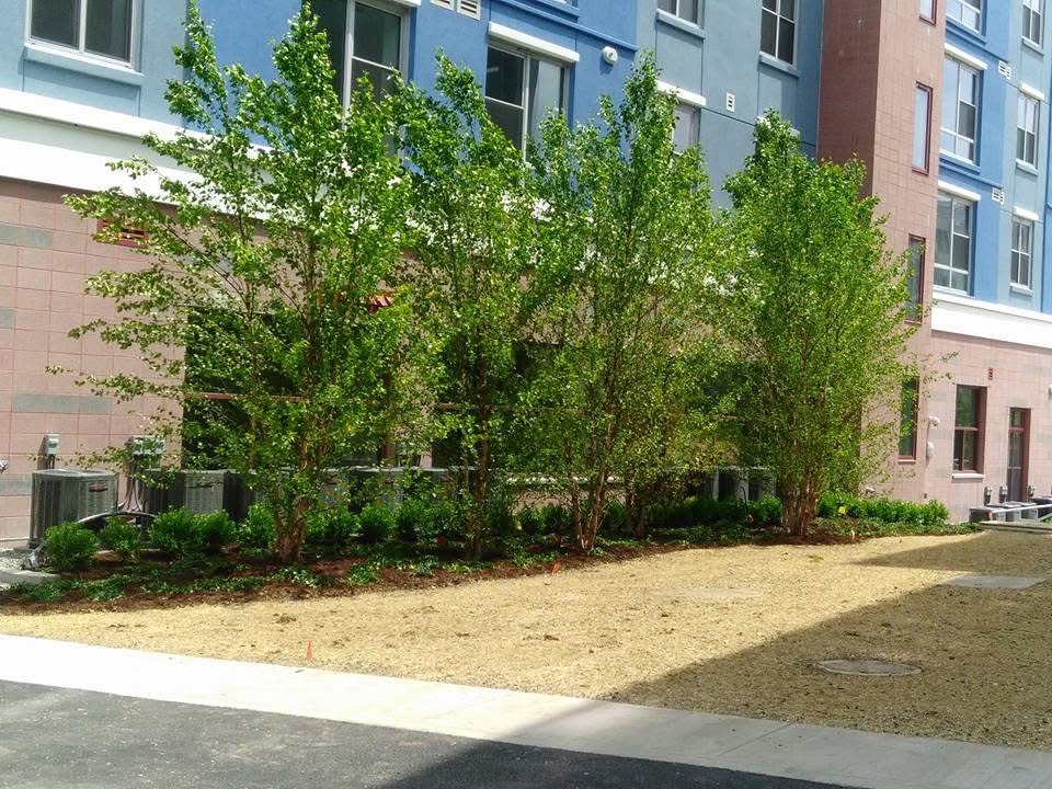 Commercial tree services