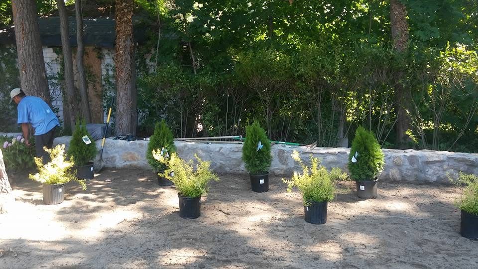 Mulching and planting