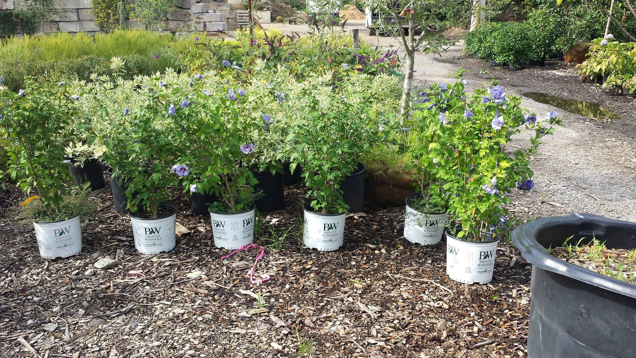 Mulching and planting