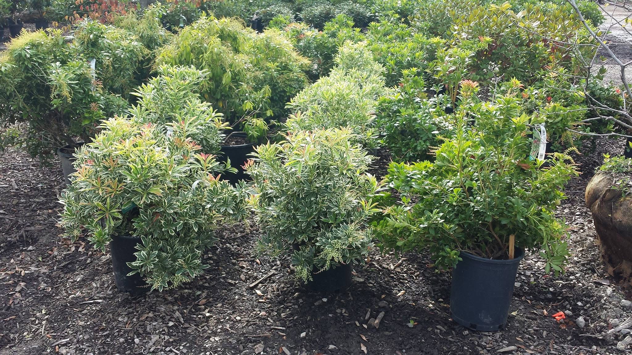 Mulching and planting