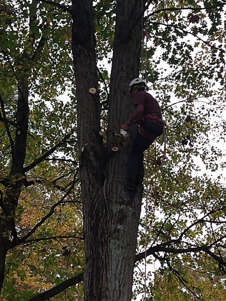 Tree removal services