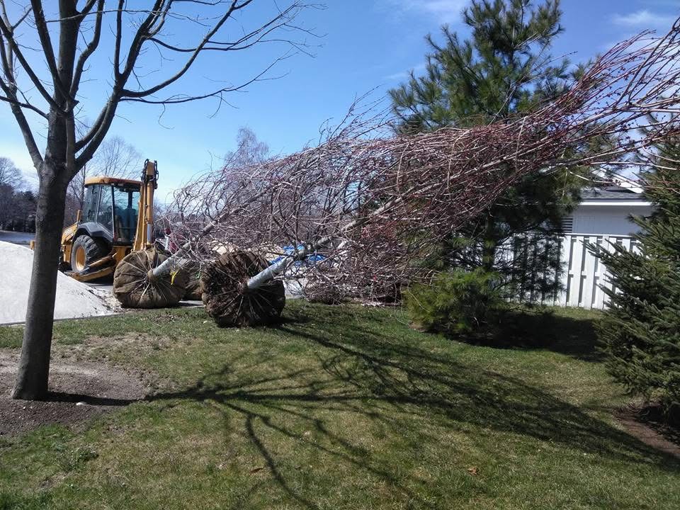Tree removal services