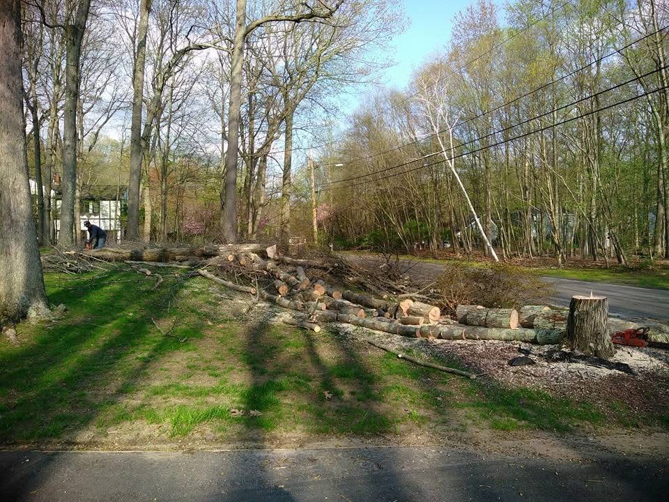 Tree removal services